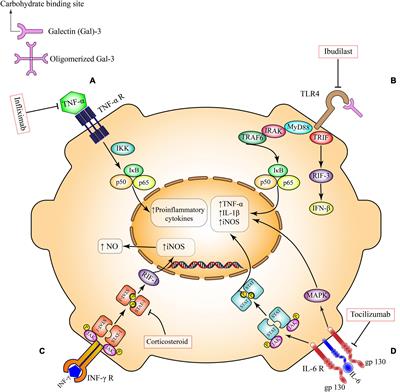 Microglial Inflammatory-Metabolic Pathways and Their Potential Therapeutic Implication in Major Depressive Disorder